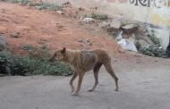 लोणार पर्यटन नगरीत अंगाला जखम व खाज असलेले मोकाट कुत्र्यांमुळे नागरिकांमध्ये भीतीचे वातावरण...