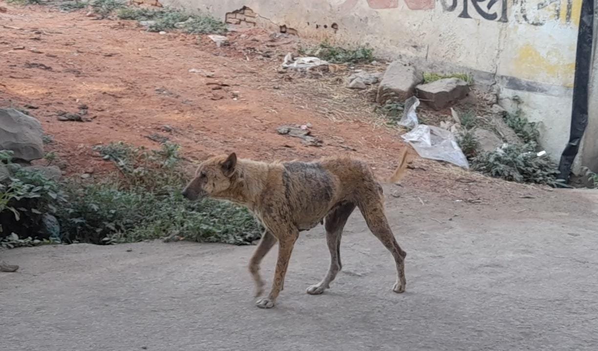 लोणार पर्यटन नगरीत अंगाला जखम व खाज असलेले मोकाट कुत्र्यांमुळे नागरिकांमध्ये भीतीचे वातावरण...