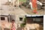 *सद्गुरु श्री गजानंद माऊली यांची मांडवा येथे भेट*