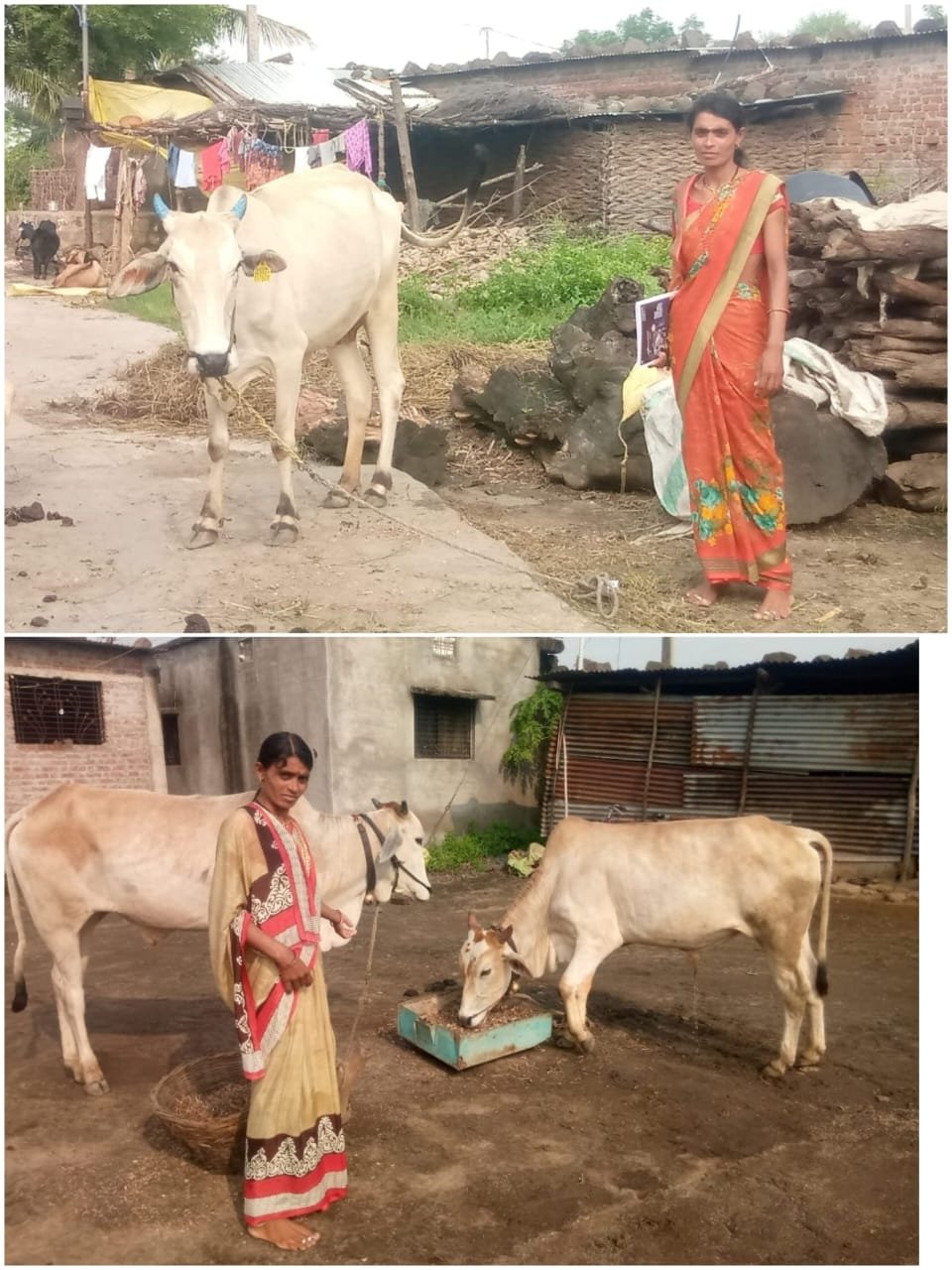 संगीता जाधव: उमेद अभियाना अंतर्गत एक आदर्श पशु सखी आणि महिला सक्षमीकरणाचा प्रतीक