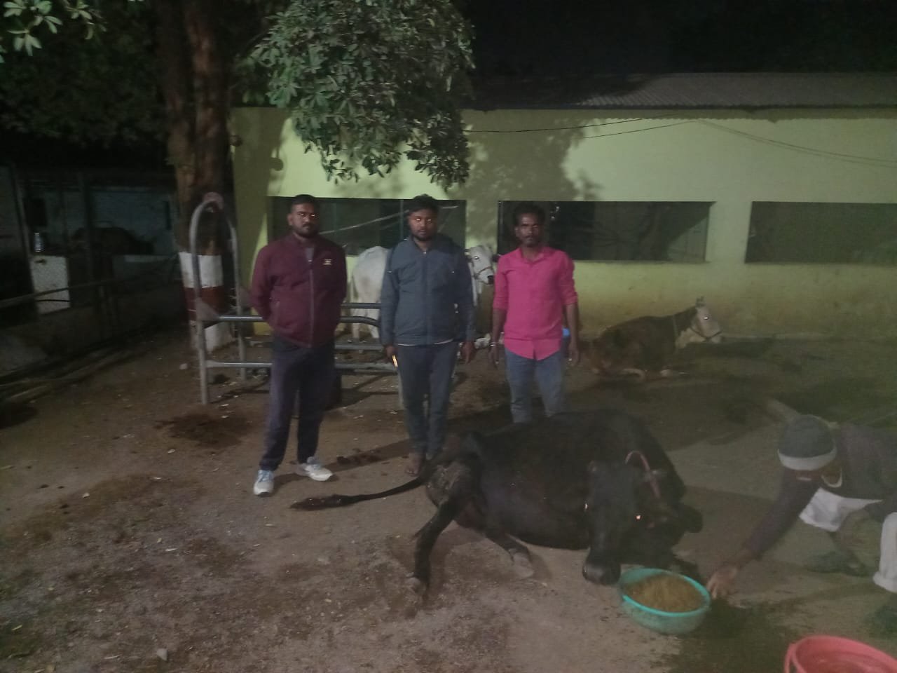 🚨गौ सेवा कार्य ..