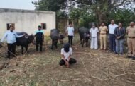 शेतकऱ्यांच्या गोठ्यातील जनावरे चोरी करणाऱ्याला पोलिसांनी मुद्देमालासह केली अटक..