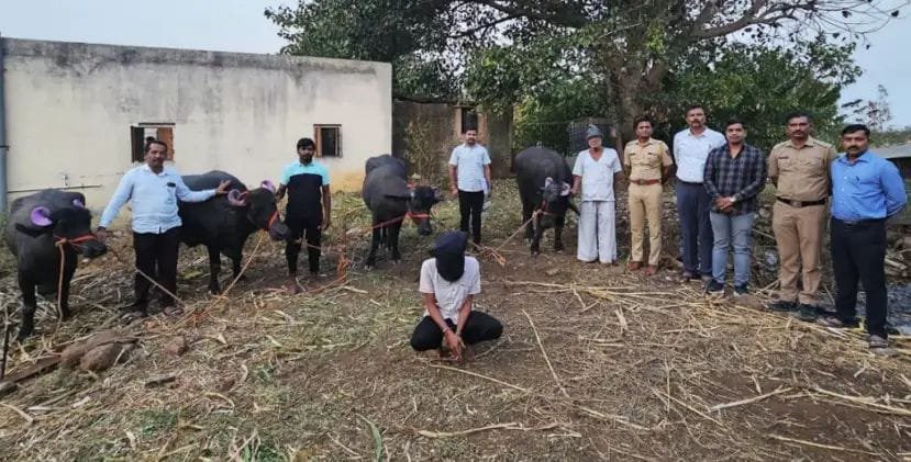 शेतकऱ्यांच्या गोठ्यातील जनावरे चोरी करणाऱ्याला पोलिसांनी मुद्देमालासह केली अटक..