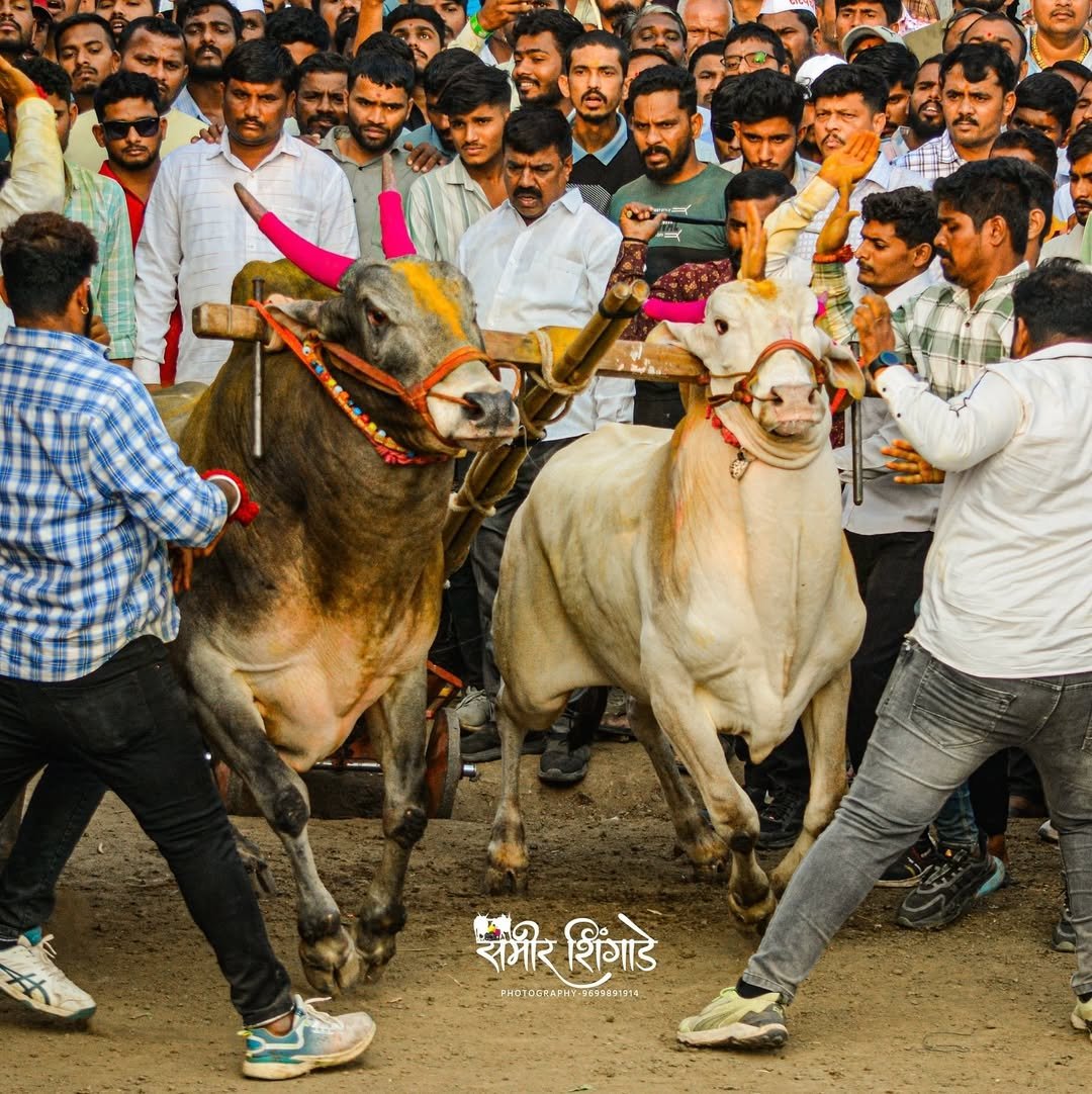 सावरदरीत रंगली बैलगाडा शर्यत 525 गाड्या मधुन मावळ तालुक्याचा भारतकेसरी ओम्या ठरला सरपंच केसरी चा मानकरी.