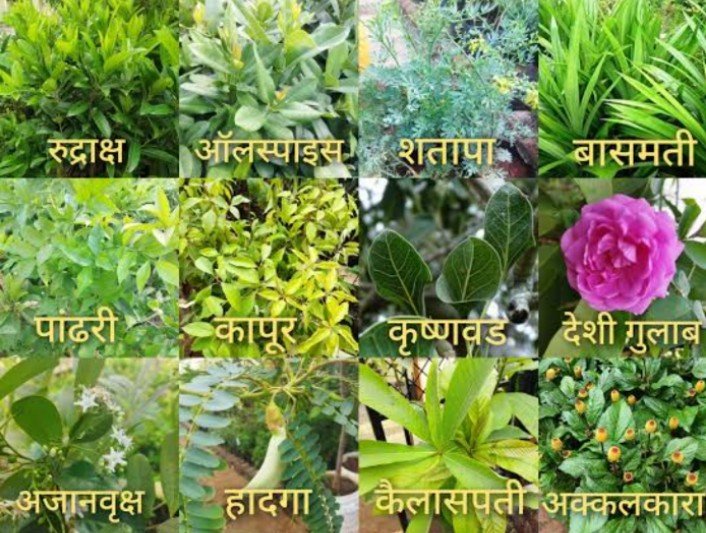 वनविभाग गडचिरोली अंतर्गत गोंडवाना हर्ब्स प्रकल्प येथे वनौषधी कॅम्प आयोजित