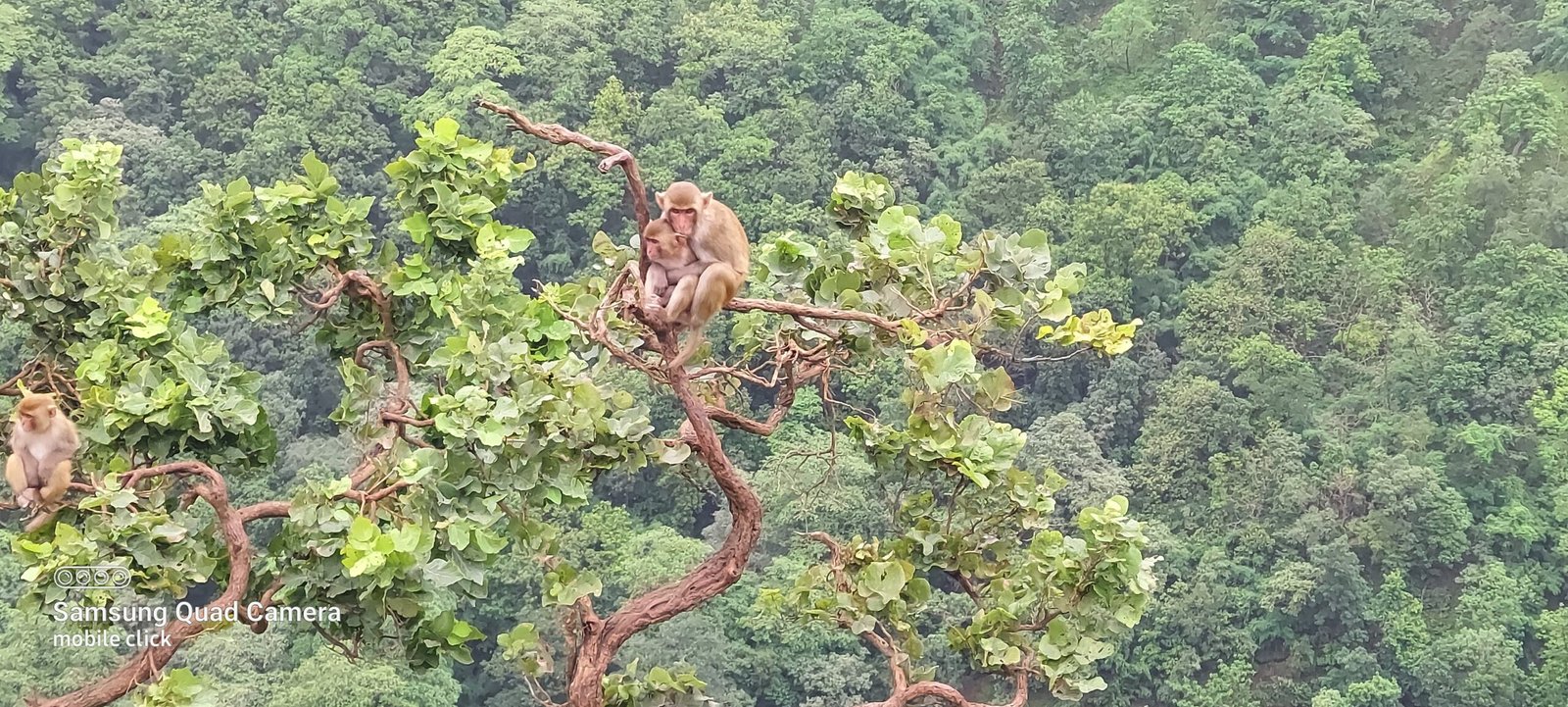 सोबती
