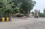 वर्धा में मोकाट जानवरों का रोड पर बसेरा