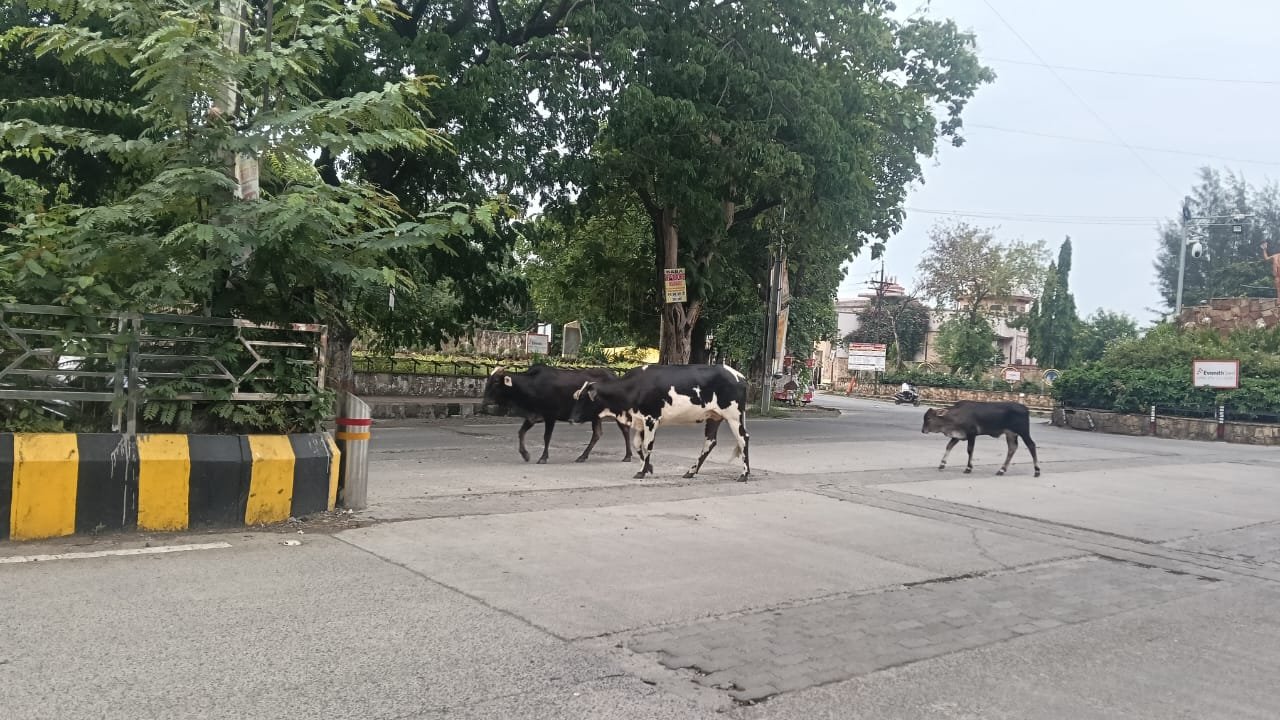 वर्धा में मोकाट जानवरों का रोड पर बसेरा