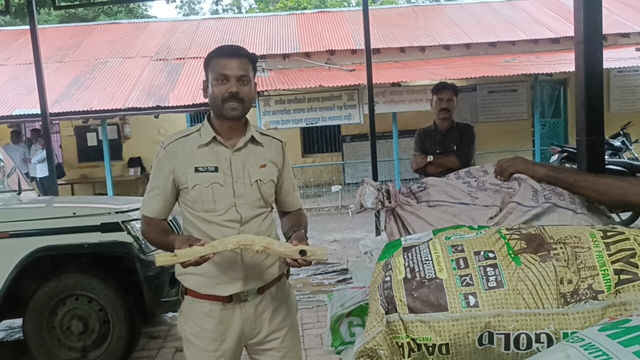 पांढरे चंदन तस्करी; पुष्पा गँग मलकापूर शहर पोलिसांच्या ताब्यात....
