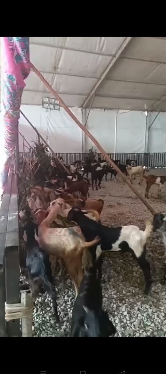 मुख्यमंत्री देवेंद्र फडणवीस साहेबांच्या वाढदिवसा निमित्त निष्पाप बकऱ्याची बळी....?