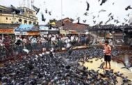 एक डॉक्टर आणि जैन म्हणून माझी नम्र विनंती ...