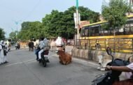वर्धा में आवारा जानवरों का रोड पर बसेरा