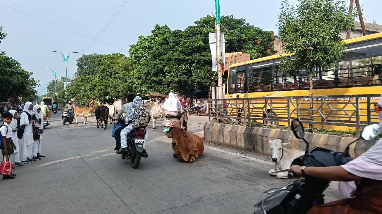वर्धा में आवारा जानवरों का रोड पर बसेरा