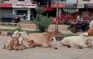 मोकाट जनावरांचा तात्काळ बंदोबस्त करा.....