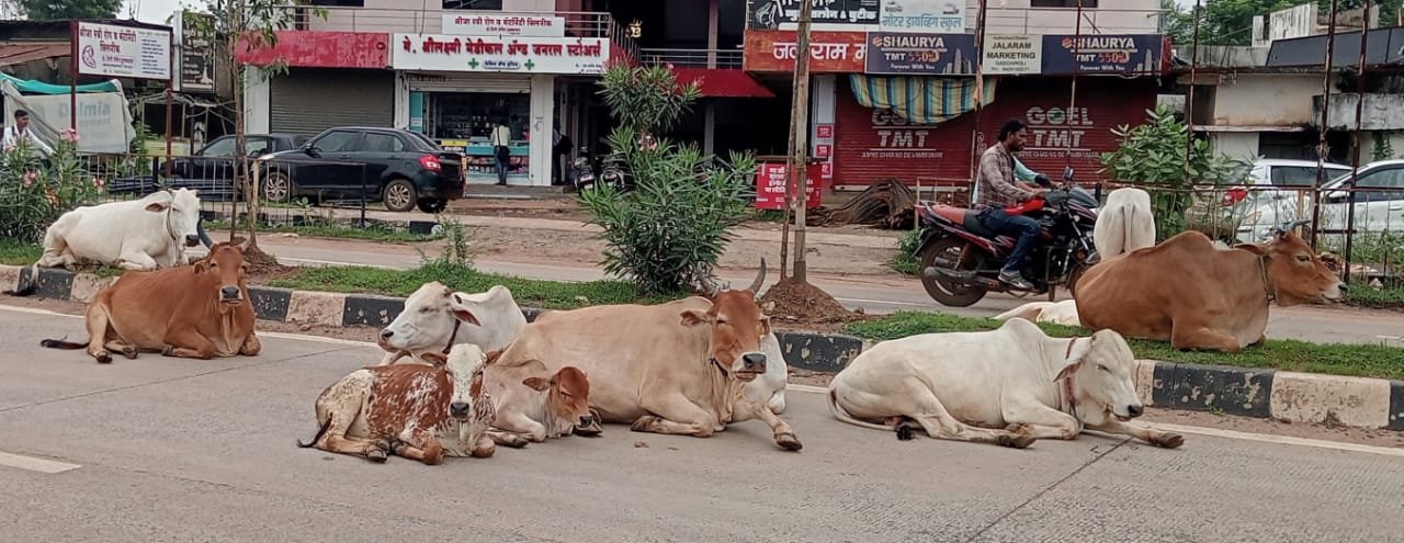 मोकाट जनावरांचा तात्काळ बंदोबस्त करा.....