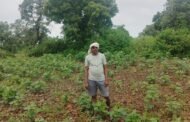 जंगली जनावराच्या हैदोसामुळे कपासी व तुर पिकांचे मोठे नुकसान....